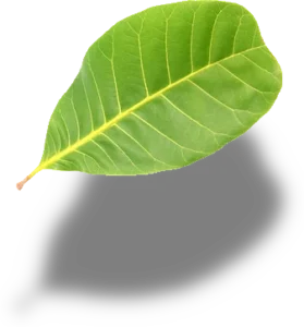 Folha de cajueiro com sombra.