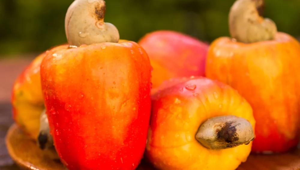Alguns frutos de caju vermelhos-alaranjados sobre uma superfície de madeira.